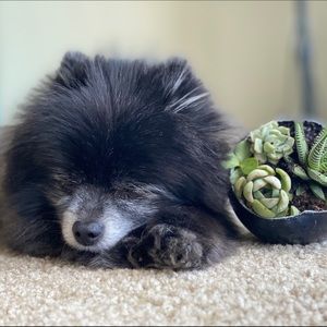 Meet your Posher, Sagen